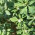 Как вырастить на своём огороде Шамбалу Пажитник сенной шамбала выращивание