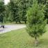 Кедр сибирский — как вырастить гордое дерево