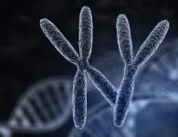 Сколько хромосом у голубя, в соматических и половых клетках?