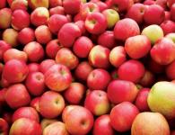 Как сварить компот из яблок: пошаговый рецепт с фото
